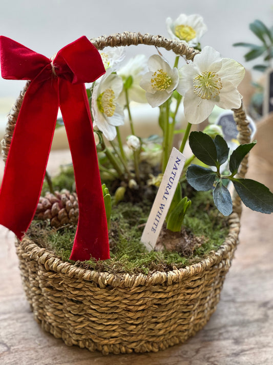Christmas Planted Basket