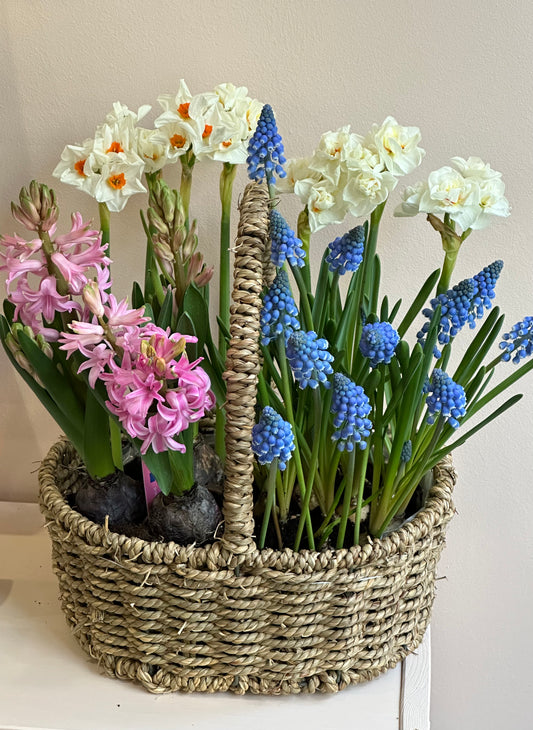 Spring Bulb Basket