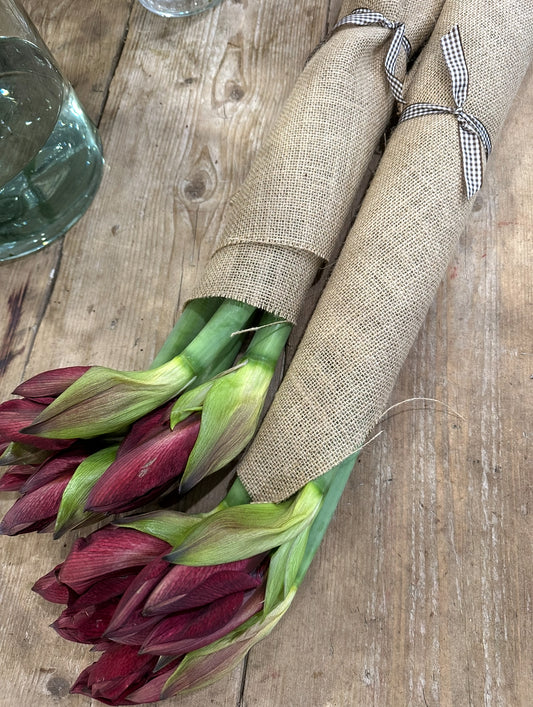 Amaryllis Bunches